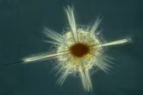 Top sinh vật biển đẹp tựa sao dưới đại dương 