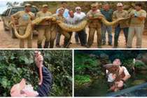 Những động vật khổng lồ khó tin nhất hành tinh (2)