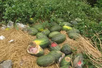 Thanh long, dưa hấu ùn tắc ở cửa khẩu Tân Thanh