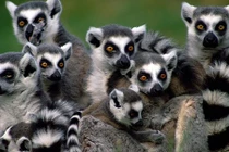 10 loài vật tốt nhất không nên nuôi làm thú cưng