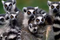 10 loài vật tốt nhất không nên nuôi làm thú cưng