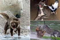 Những trận chiến hung dữ nhất thế giới động vật