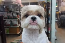 Chết cười những mái tóc chó theo trào lưu mới nhất