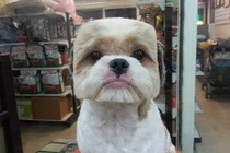 Chết cười những mái tóc chó theo trào lưu mới nhất