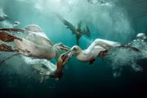 Ảnh động vật dưới nước siêu ấn tượng đầu năm 2015