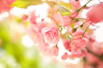 Xuân sang, 3 con giáp “hóa rồng”, đạt được đỉnh cao trong sự nghiệp