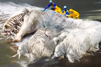 Tiết lộ bất ngờ về xác quái vật lông lá dạt vào bãi biển