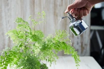 Dương xỉ tóc Thần Vệ nữ: Trồng trong nhà chiêu may mắn