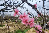 Đào phai cánh kép Quảng Chính được đại gia săn lùng chơi tết