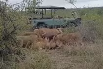 Trâu rừng tưởng chết bỗng bật dậy khiến bầy sư tử kinh hãi