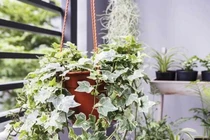 5 loại cây trồng trong phòng ngủ thay máy lọc không khí