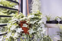 5 loại cây trồng trong phòng ngủ thay máy lọc không khí