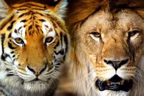 Tại sao hổ không phải là "vua rừng xanh" mà là sư tử?
