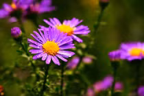  Năm 2024, 3 con giáp cần chú ý gì để tránh hạn Tam tai?