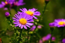  Năm 2024, 3 con giáp cần chú ý gì để tránh hạn Tam tai?