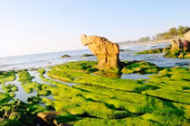 Mùa rêu, biển Cổ Thạch đẹp như tranh