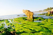 Mùa rêu, biển Cổ Thạch đẹp như tranh