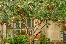 Trồng 6 cây cảnh này, gia đình phú quý càng thêm thịnh vượng