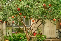 Trồng 6 cây cảnh này, gia đình phú quý càng thêm thịnh vượng