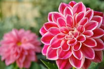 Sau Rằm tháng Giêng, 3 con giáp gặp quý nhân, hưởng lộc vàng