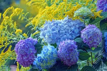 Bí quyết để hoa cẩm tú cầu nở hoa xanh biếc