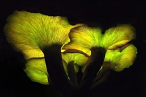 Vẻ đẹp “ma mị” của loài nấm quý hiếm bậc nhất hành tinh