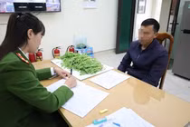 Trồng bao nhiêu cây thuốc phiện thì bị xử lý hình sự?