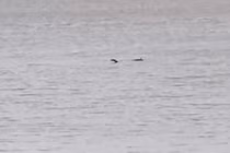 "Quái vật hồ Loch Ness" được nhìn thấy rõ ở cự ly gần 