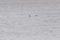 "Quái vật hồ Loch Ness" được nhìn thấy rõ ở cự ly gần 