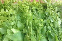 Trồng rau rừng đặc sản, ông nông dân Thái Nguyên thu trăm triệu