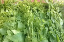 Trồng rau rừng đặc sản, ông nông dân Thái Nguyên thu trăm triệu