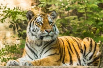 7 ngày tới, 3 con giáp tài lộc vượng, vạn sự hanh thông