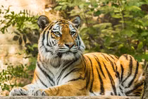 7 ngày tới, 3 con giáp tài lộc vượng, vạn sự hanh thông