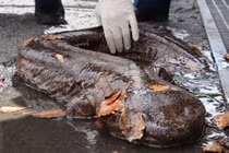 “Quái ngư” bất ngờ xuất hiện tại Nhật Bản sau mưa lớn