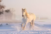 Cây tài lộc nở hoa, 3 tuổi bước vào đại vận vàng son nửa cuối 2024