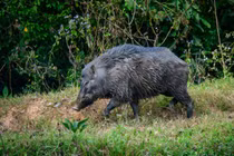 Top 7 loài lợn rừng hung dữ nhất trong tự nhiên, chớ dại đến gần