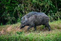 Top 7 loài lợn rừng hung dữ nhất trong tự nhiên, chớ dại đến gần