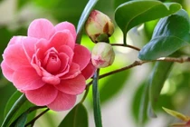 Phụ nữ sinh 3 tháng Âm lịch này, sự nghiệp, tình duyên 2024 rực rỡ 