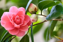 Phụ nữ sinh 3 tháng Âm lịch này, sự nghiệp, tình duyên 2024 rực rỡ 