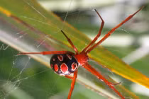  9 loài nhện nguy hiểm nhất hành tinh, vết cắn gây chết người