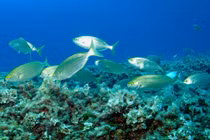  Loài cá gây ảo giác kinh hoàng nếu chẳng may ăn phải