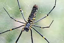 Tuyệt chiêu giăng “thiên la địa võng” của loài nhện khổng lồ Nephila