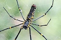 Tuyệt chiêu giăng “thiên la địa võng” của loài nhện khổng lồ Nephila