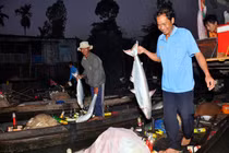 “Trúng mánh” cá bông lau to bự, bán giá gần nửa triệu đồng/kg