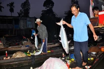 “Trúng mánh” cá bông lau to bự, bán giá gần nửa triệu đồng/kg