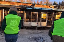 Hàn Quốc đóng cửa lò mổ thịt chó lớn nhất nước