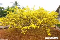 'Cụ mai' 55 tuổi, giá hơn 2 tỷ thu hút hàng nghìn người chụp ảnh