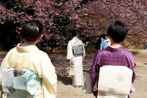 Ngỡ ngàng vẻ đẹp hoa anh đào bắt đầu nở rộ khắp thế giới