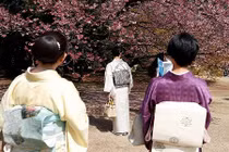 Ngỡ ngàng vẻ đẹp hoa anh đào bắt đầu nở rộ khắp thế giới