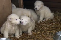 Vẻ đáng yêu khó cưỡng của chó nghiệp vụ Nga